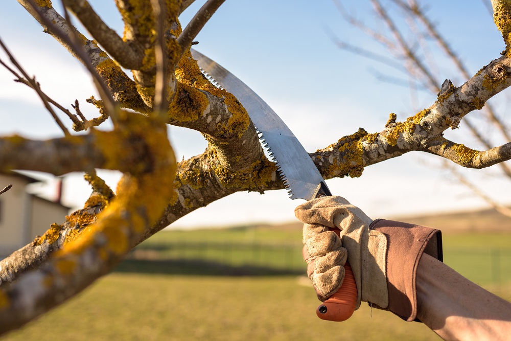 Pruning Selwyn Community Education
